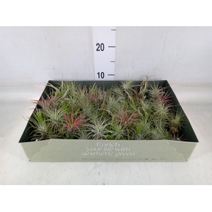 Tillandsia