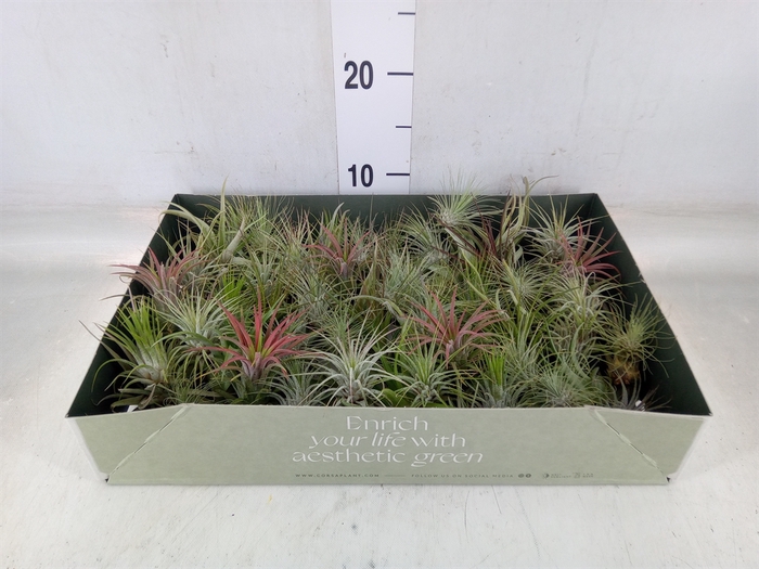 <h4>Tillandsia</h4>