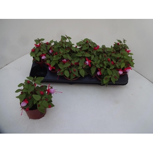 FUCHSIA OV