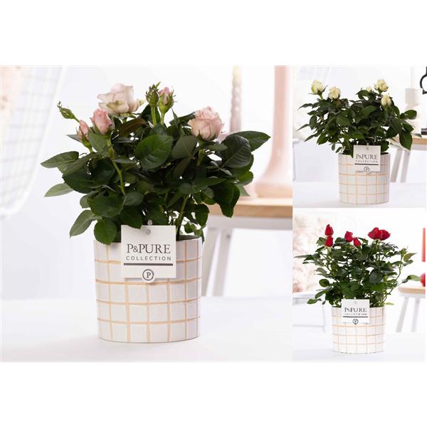 <h4>Rosa gemengd in P&PURE Tirza ceramics</h4>