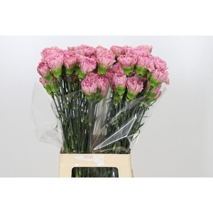 Dianthus St Lege Pink