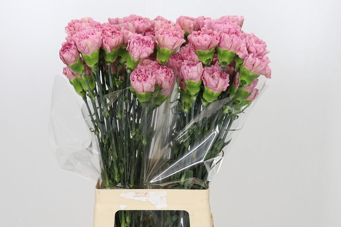 <h4>Dianthus St Lege Pink</h4>