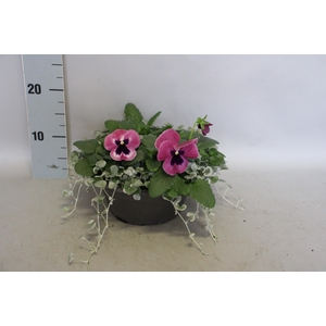 Schaal 23 Viola F1 met Dichondra