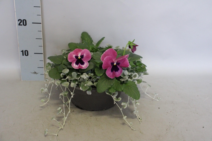 <h4>Schaal 23 Viola F1 met Dichondra</h4>