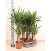 Yucca