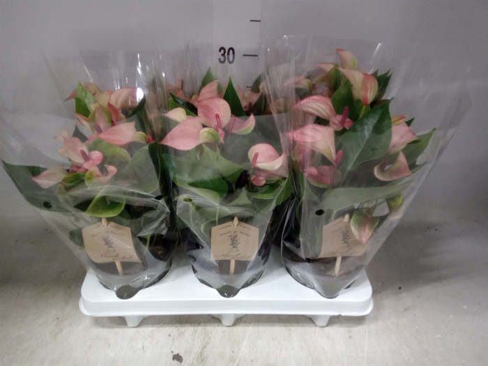 <h4>Anthurium  'Matata'</h4>