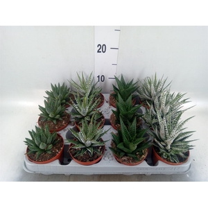 Haworthia   ...mix