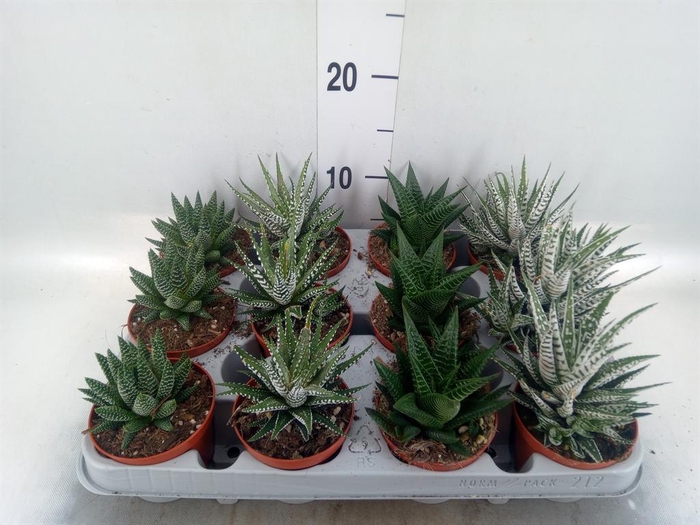 <h4>Haworthia   ...mix</h4>
