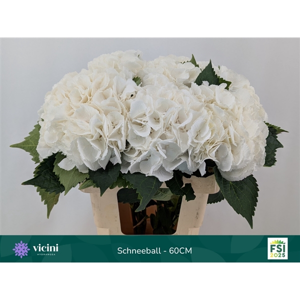 <h4>Hydr Schneeball 60 cm Vicini</h4>
