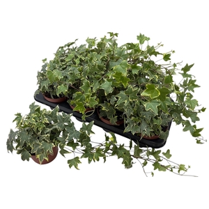 HED HE YELLOW RIPPLE