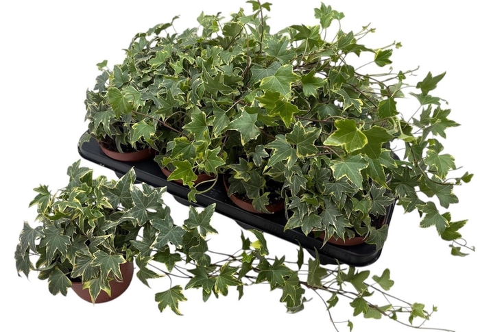 <h4>HED HE YELLOW RIPPLE</h4>