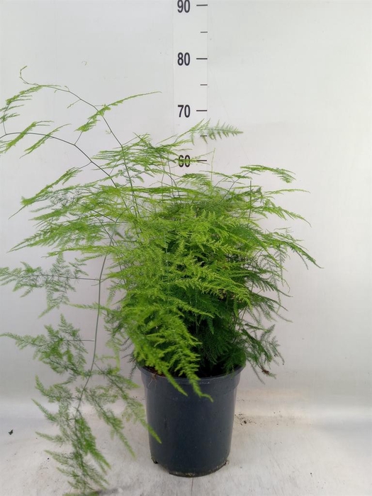 <h4>Asparagus setaceus</h4>