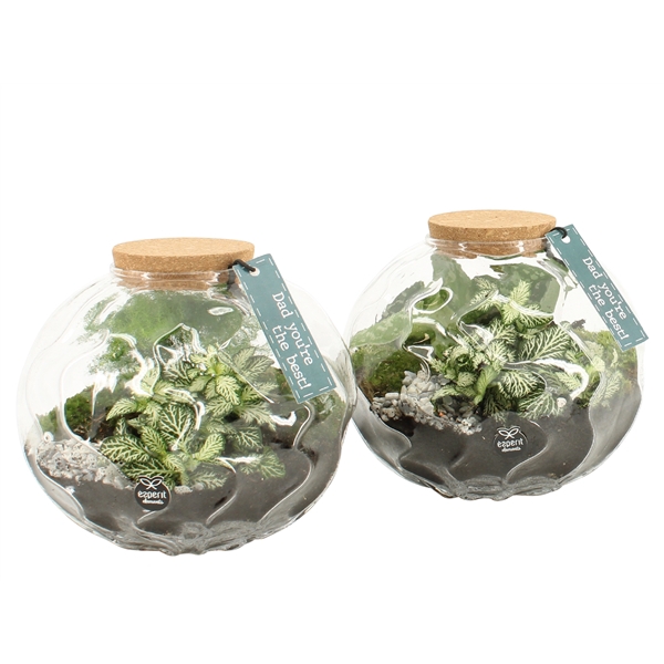 <h4>Arrangementen kamerplanten H%</h4>