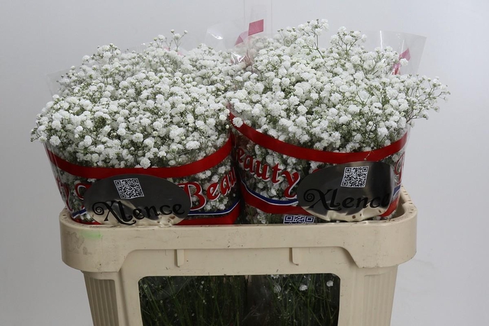 <h4>Gyps Xlence</h4>