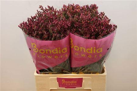 <h4>Lim Sin Scarlet Diamond</h4>