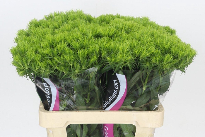 <h4>Dianthus Br Kiwi Mellow</h4>