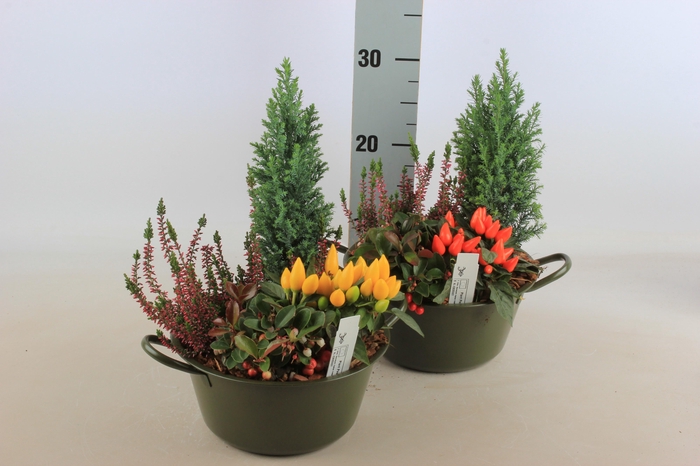 <h4>ARR TUINPLANTEN</h4>