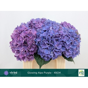 Hydrangea  'Glowing Alps Purple'