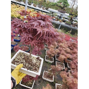 Acer palmatum shaina, pot 26cm.