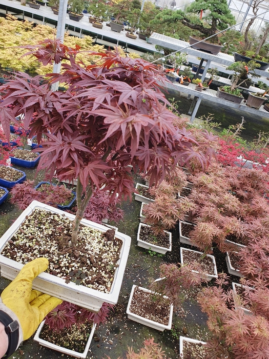 <h4>Acer palmatum shaina, pot 26cm.</h4>