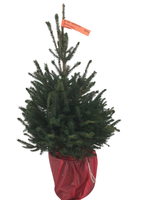 <h4>PICEA OMORIKA</h4>