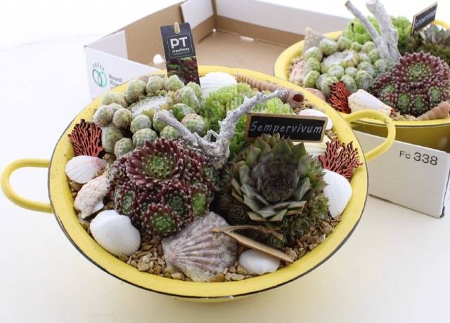 <h4>ARR SEMPERVIVUM</h4>