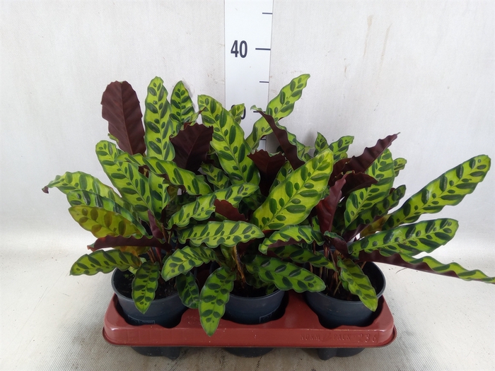 Calathea lancifolia