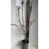 Prunus bladverliezend cerasifera