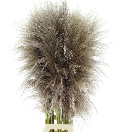 <h4>Corta Silv Mountain Fresh!</h4>