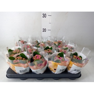 Kalanchoe blos. 'RosDon Victorio'