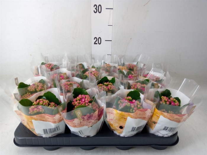 <h4>Kalanchoe blos. 'RosDon Victorio'</h4>