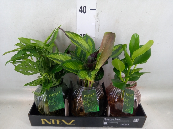 <h4>Planten  ..mix</h4>