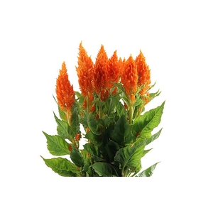 Celosia Sunday Orange Super