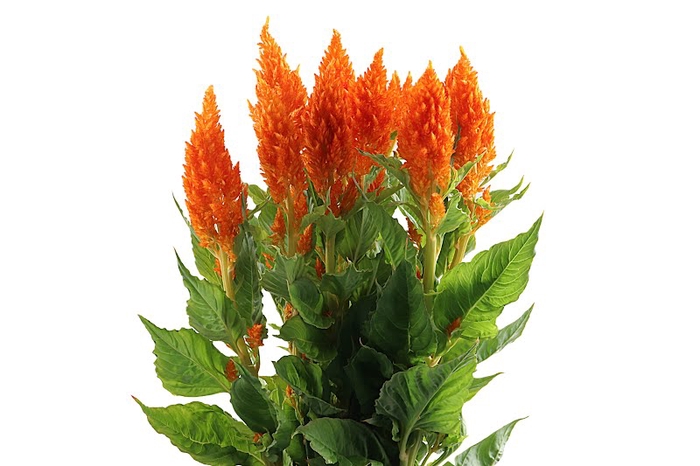 <h4>Celosia Sunday Orange Super</h4>