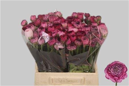 <h4>Ran El Pink Stripes</h4>