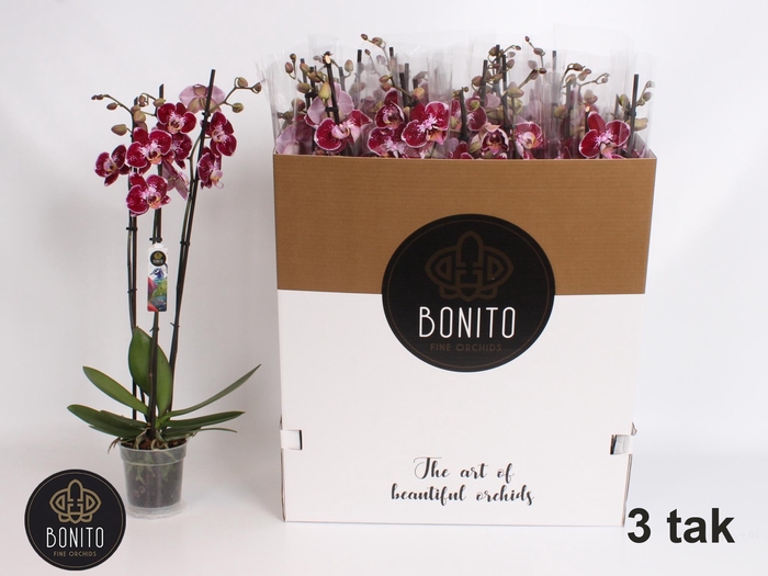 <h4>PHAL AN REIMS</h4>