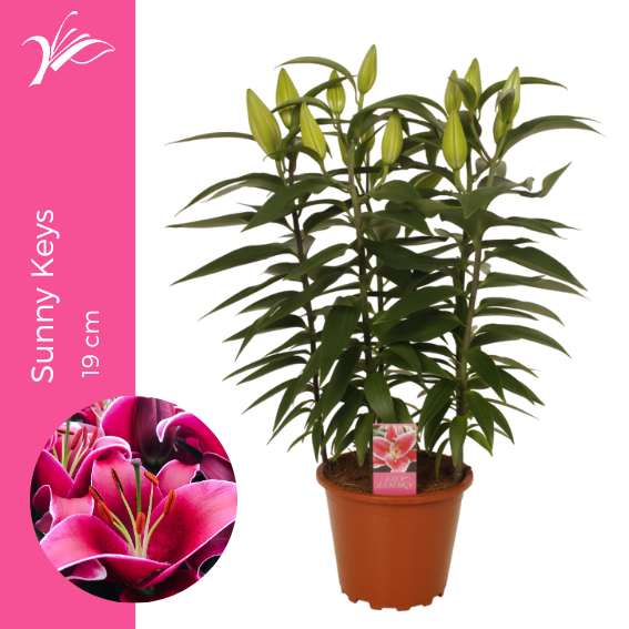 <h4>Lilium Sunny Keys 19 cm (or. lelie)</h4>