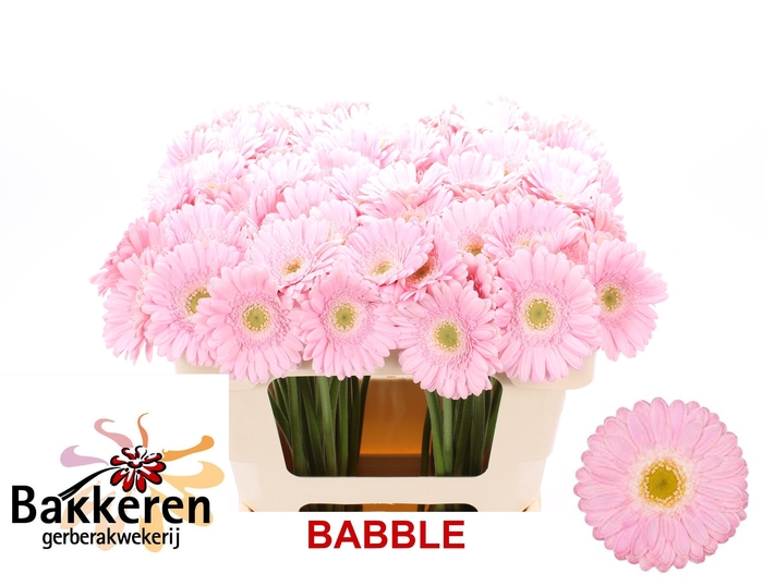 <h4>Ge Mi Babble</h4>