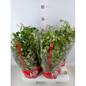 Aeschynanthus  'Pink Polka'