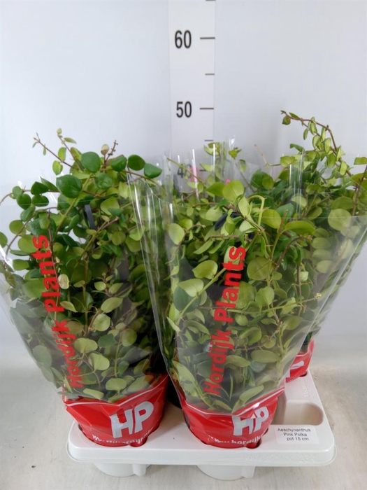 <h4>Aeschynanthus  'Pink Polka'</h4>