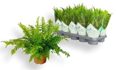 <h4>Nephr Ex Green Momen</h4>