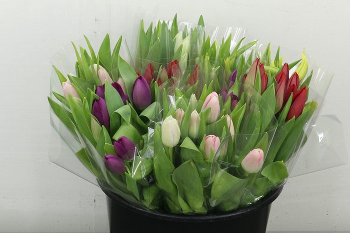 <h4>Bq Mono Tulips Mix Bucket (x10)</h4>