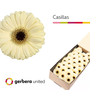 Germini Casillas Doos