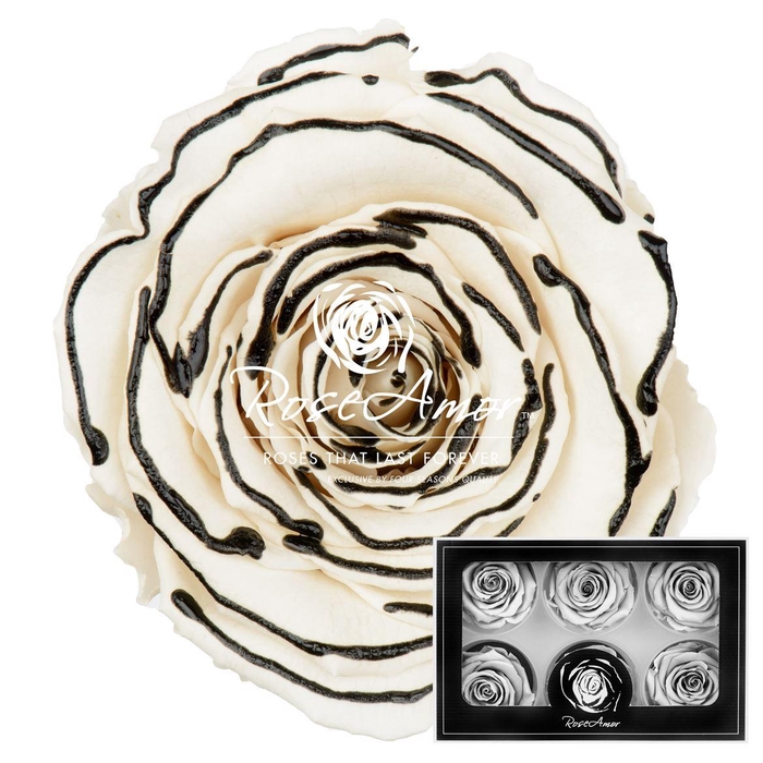 <h4>Lplus Zebra Black</h4>