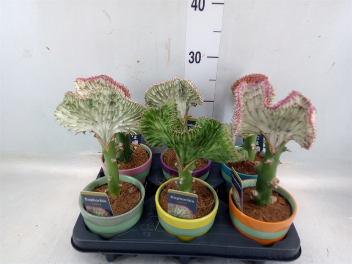 <h4>Euphorbia lactea 'Cristata'</h4>