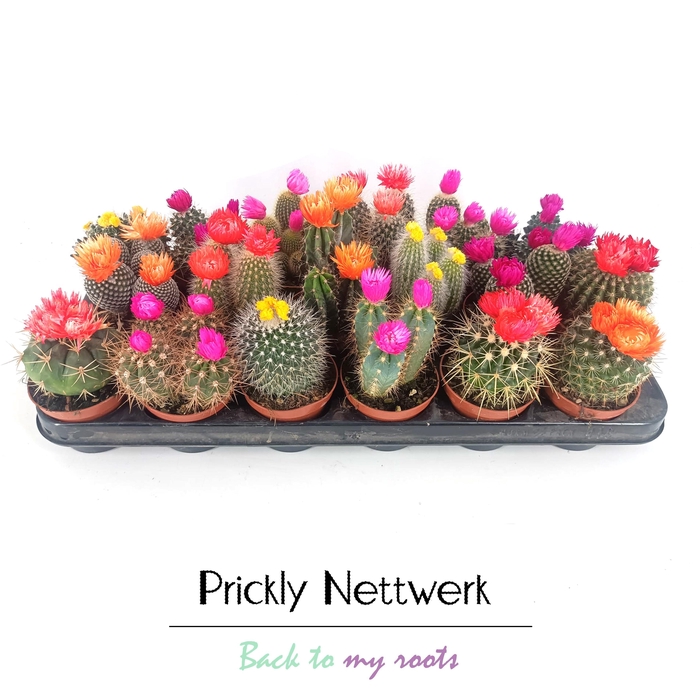 <h4>CACTUS VERSIERD</h4>