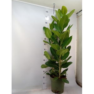 Ficus benghalensis 'Audrey'