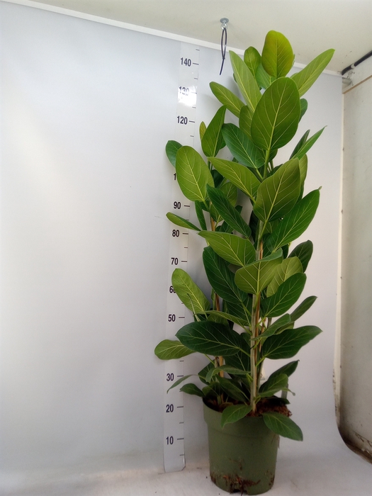 <h4>Ficus benghalensis 'Audrey'</h4>