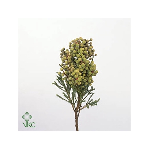 Kaaps Berz Abrotanoides