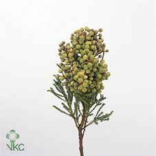 <h4>Kaaps Berz Abrotanoides</h4>